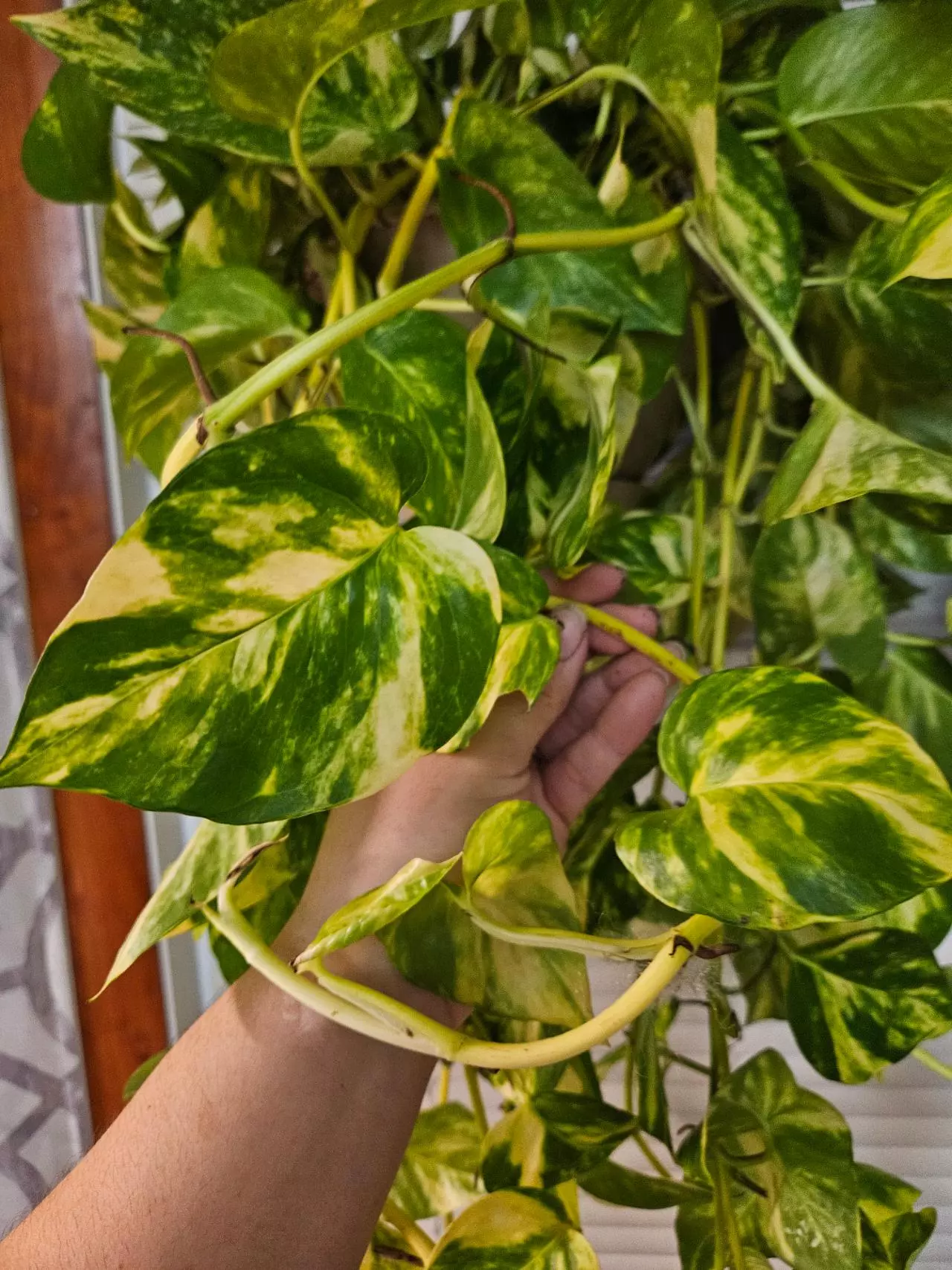 plant/Pothos churchhill 5 node cutting add on only-1
