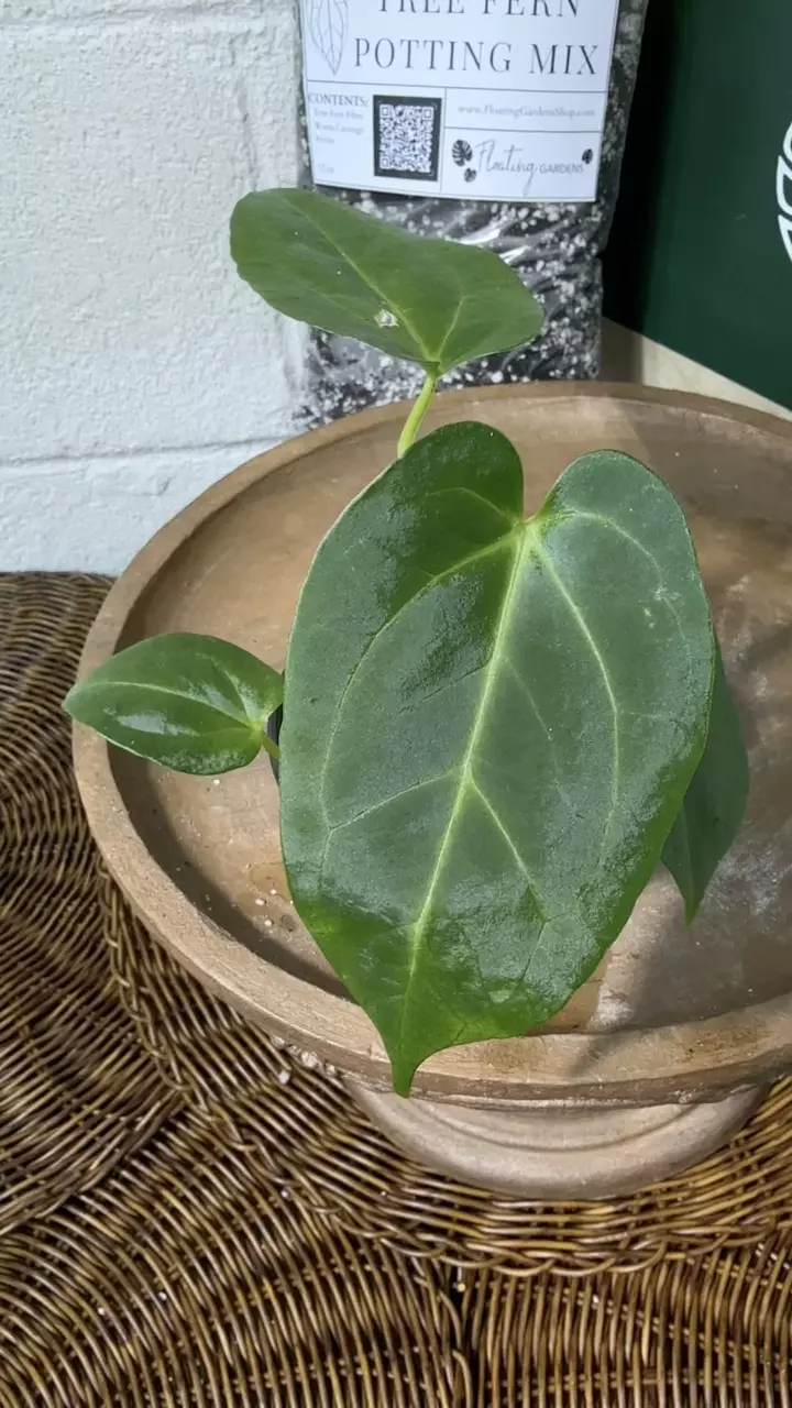 plant/A. Goliath x KD NOID The Dale-6