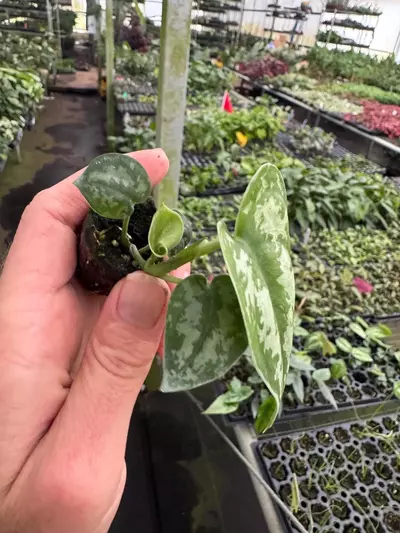 plant/Reverted Scindapsus Mayari (Indonesian Origin) starter plant growers choice-3-thumbnail