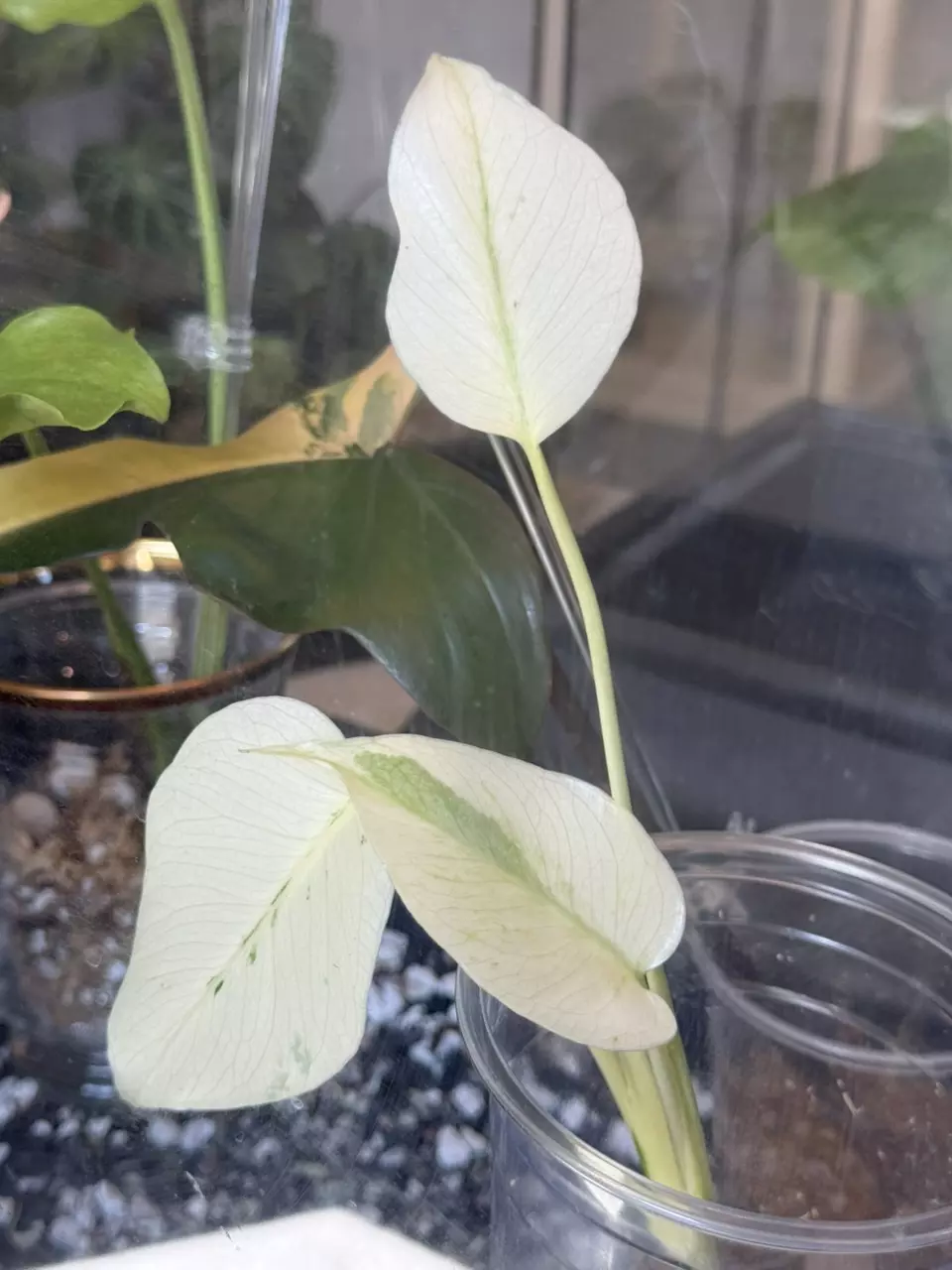plant/Monstera White Tears • full mint-0