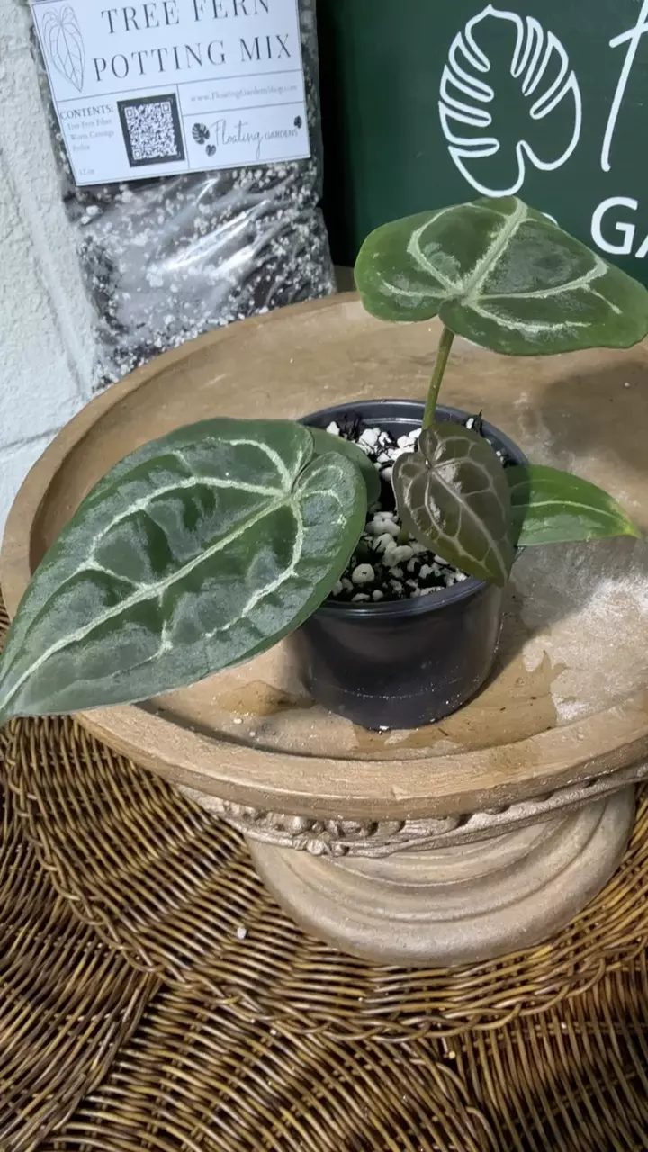 plant/A. Michelle x (Tim Anderson Black x Villenaorum)-5
