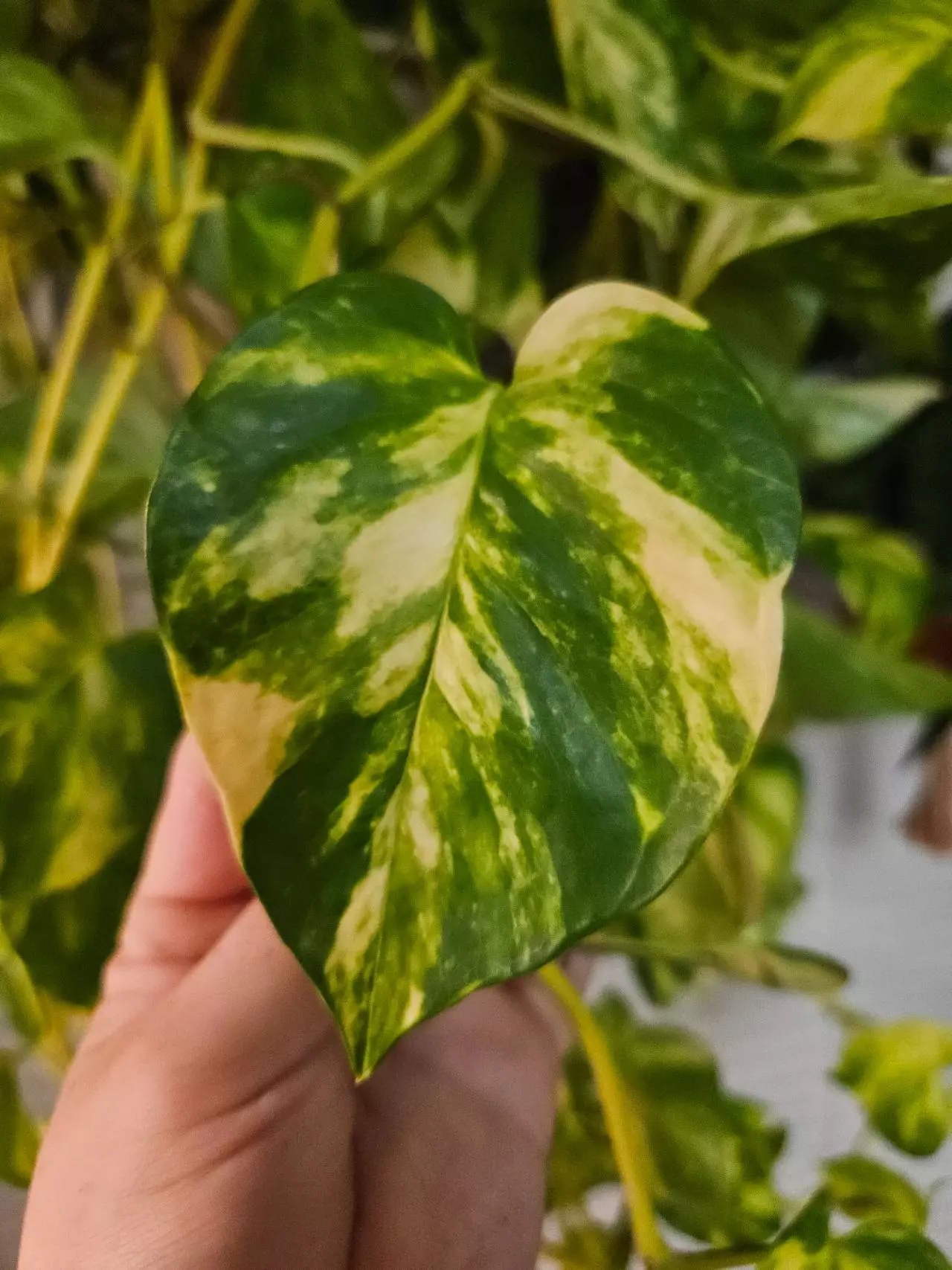 plant/Pothos churchhill 5 node cutting add on only-0