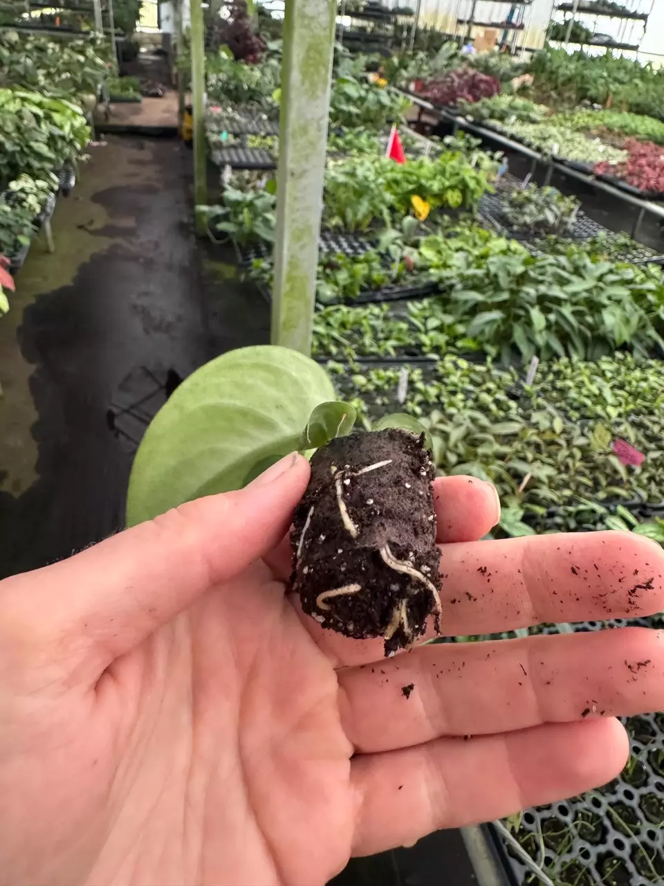 plant/Reverted Scindapsus Mayari (Indonesian Origin) starter plant growers choice-4