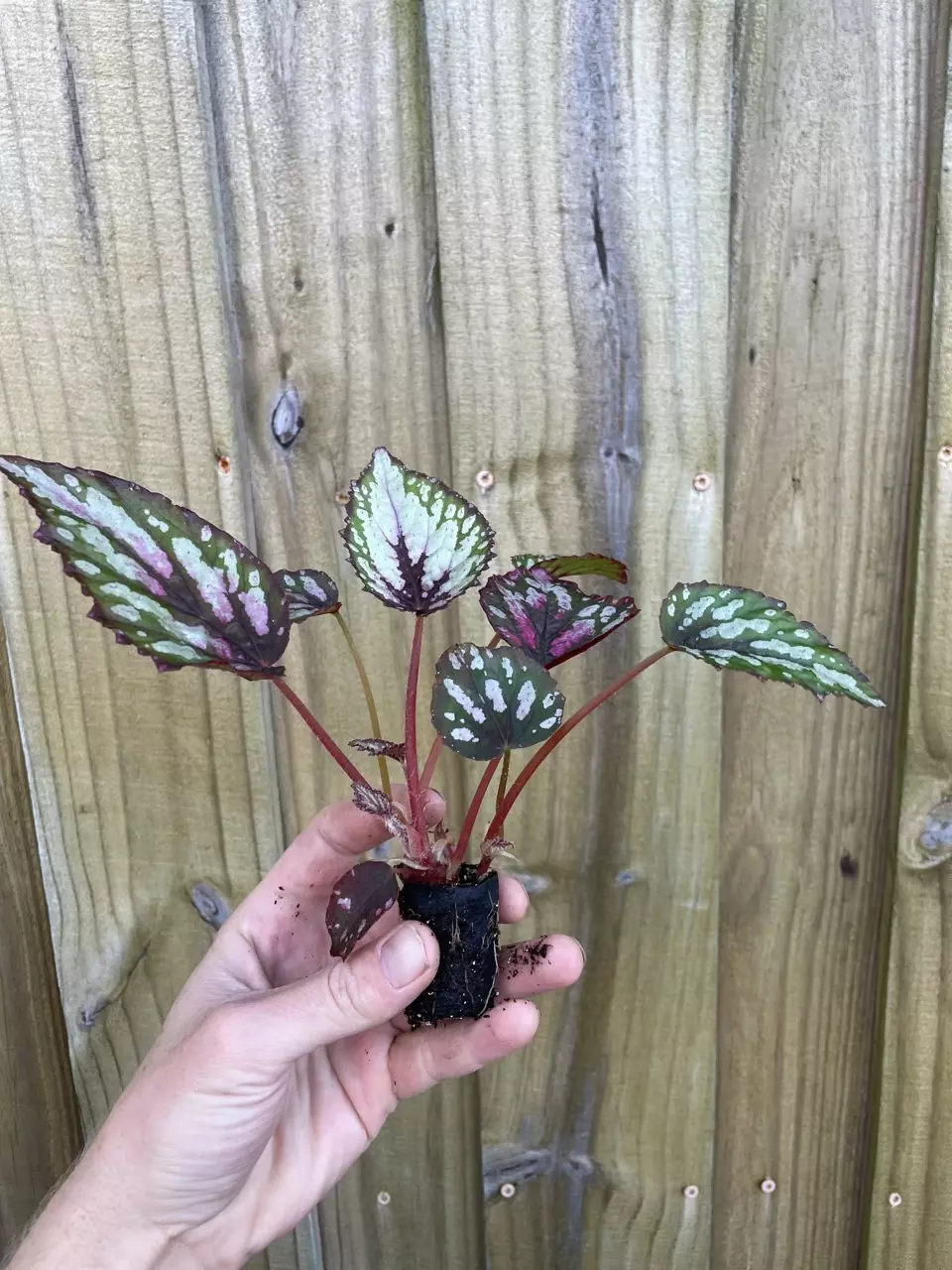plant/Begonia Rex Salsa starter plant growers choice-4