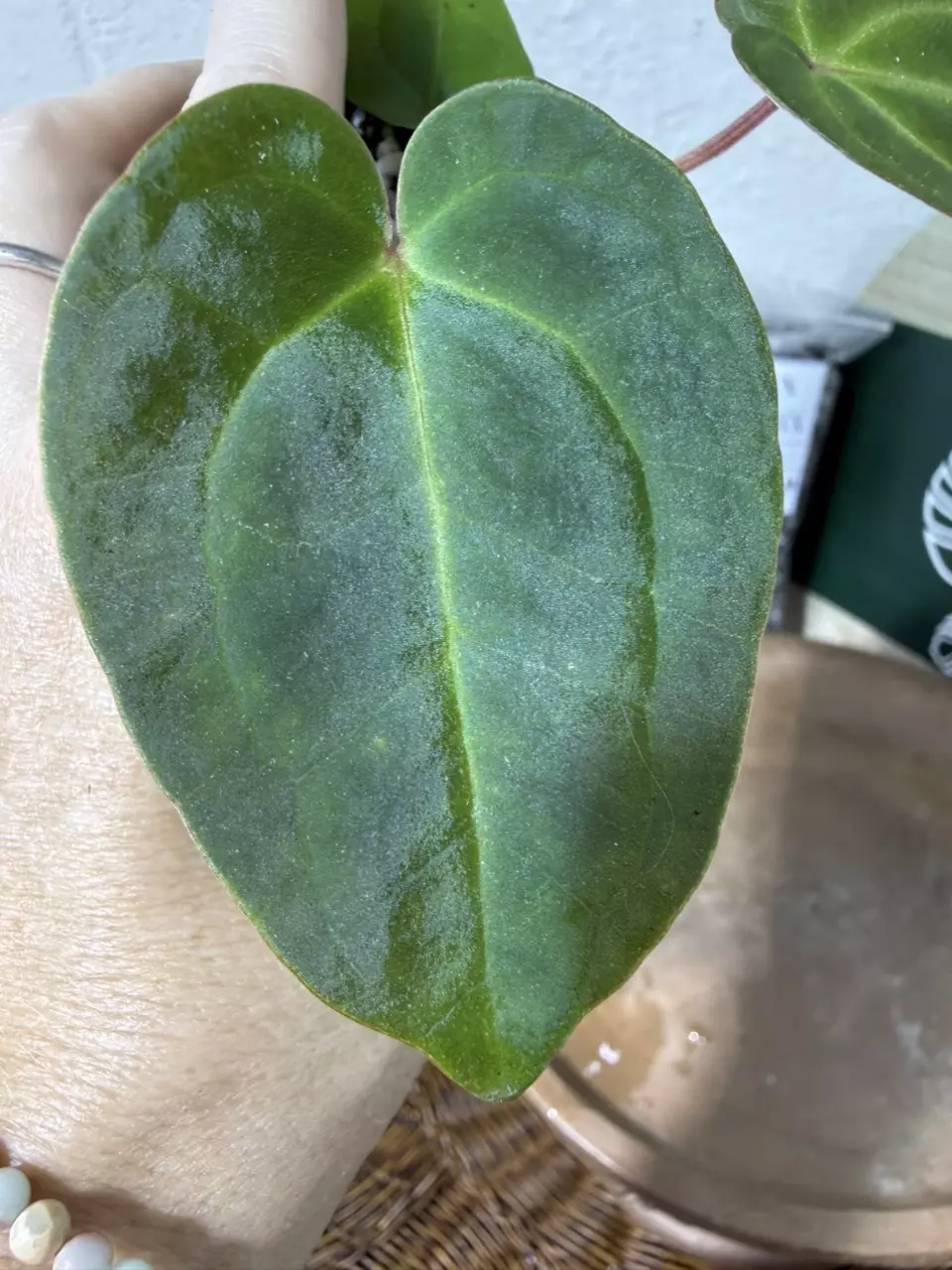 plant/A. Mag Verde x Rainbow Bess-3