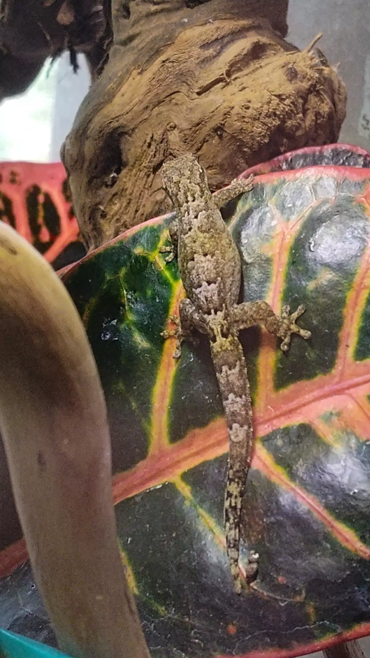 plant/Mourning Gecko, Lepidodactylus Lugubris (baby/juvenile only!)-1