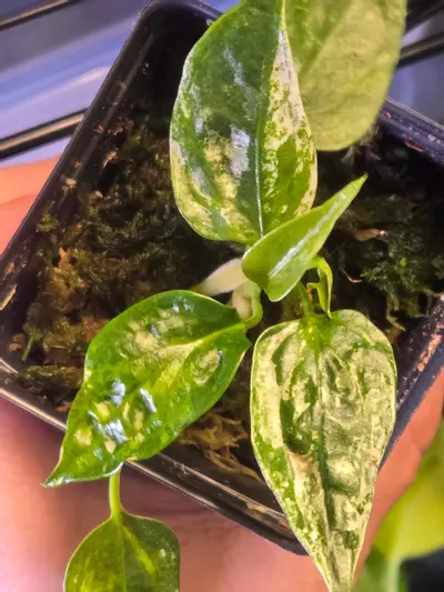 plant/Rare Variegated Anthurium Subsignatum, B-3-thumbnail