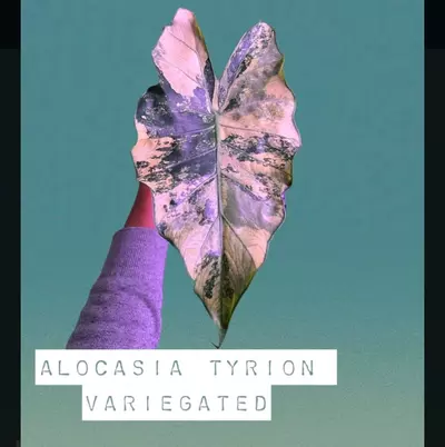 plant/Variegated Alocasia Tyrion-3-thumbnail