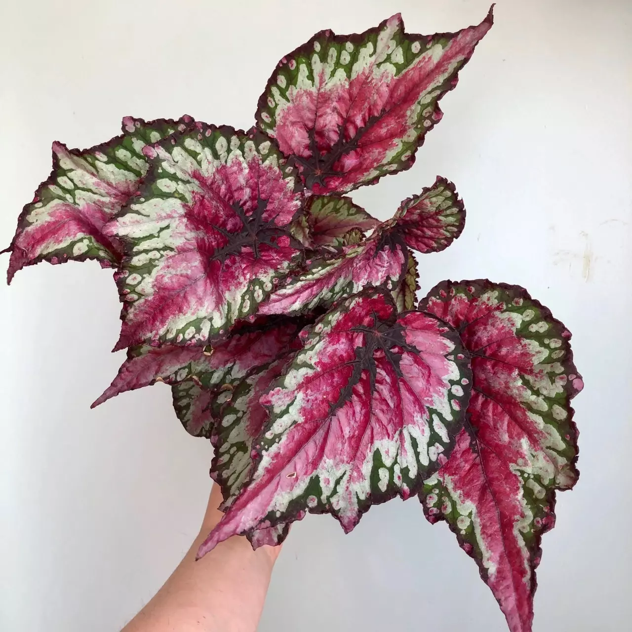 plant/Begonia Rex Salsa starter plant growers choice-0