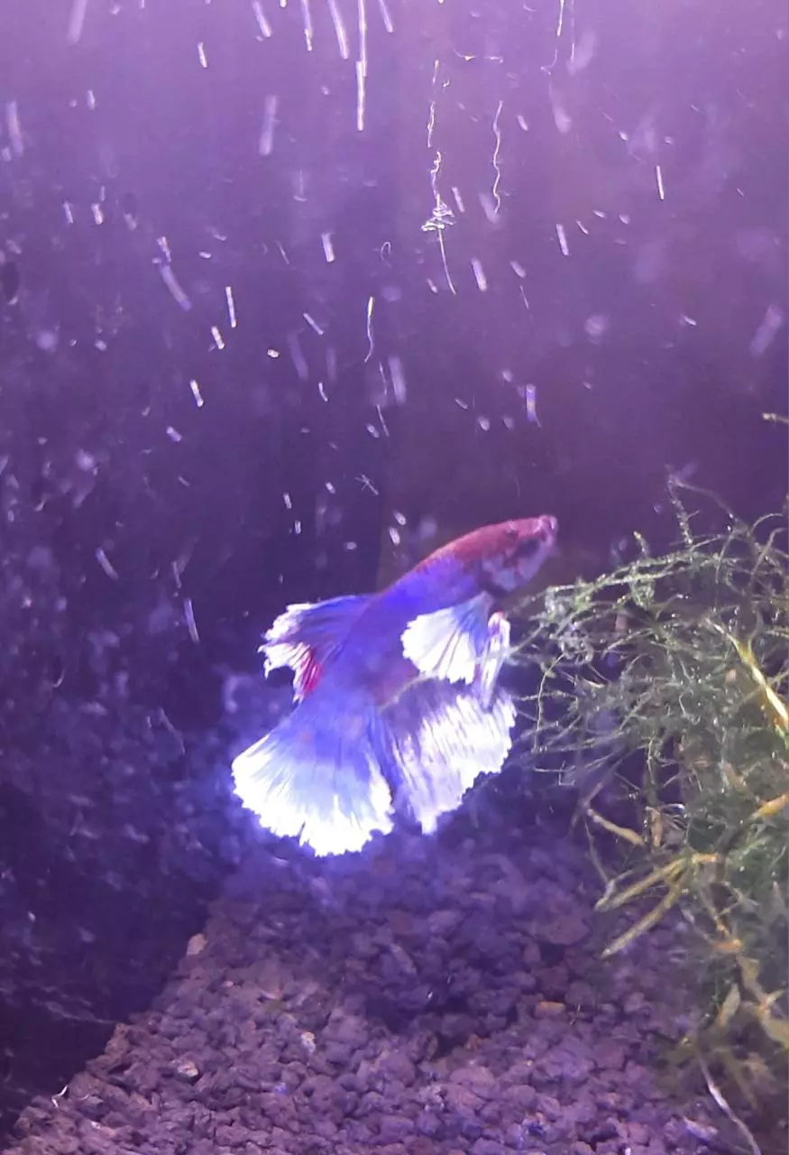 plant/Hold my Plant  🪴-0