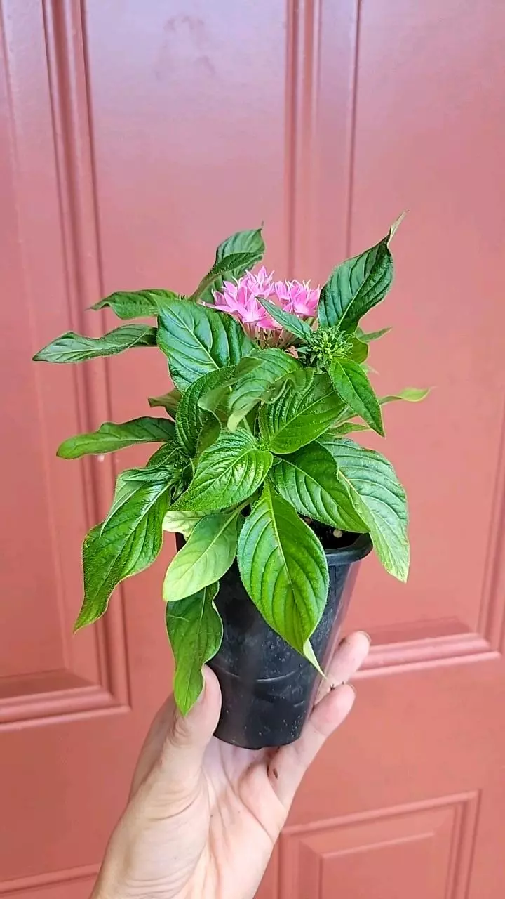 plant/Pink Pentas Ianceolata "Egyptian Starflower" 3" exact pot-3