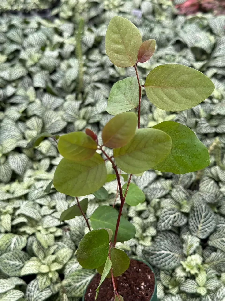 plant/Roseopicta (Breynia Disticha) 2” pot growers choice-1