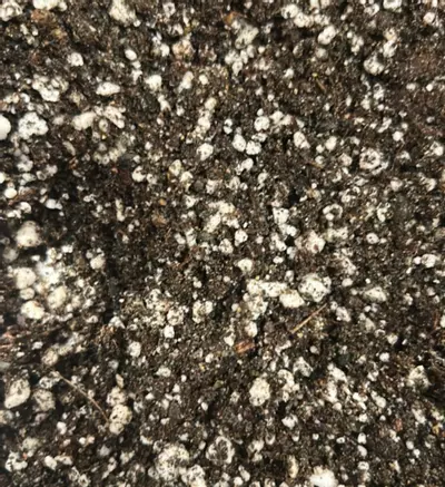 plant/Pygmy sundew soil- Gallon-0-thumbnail