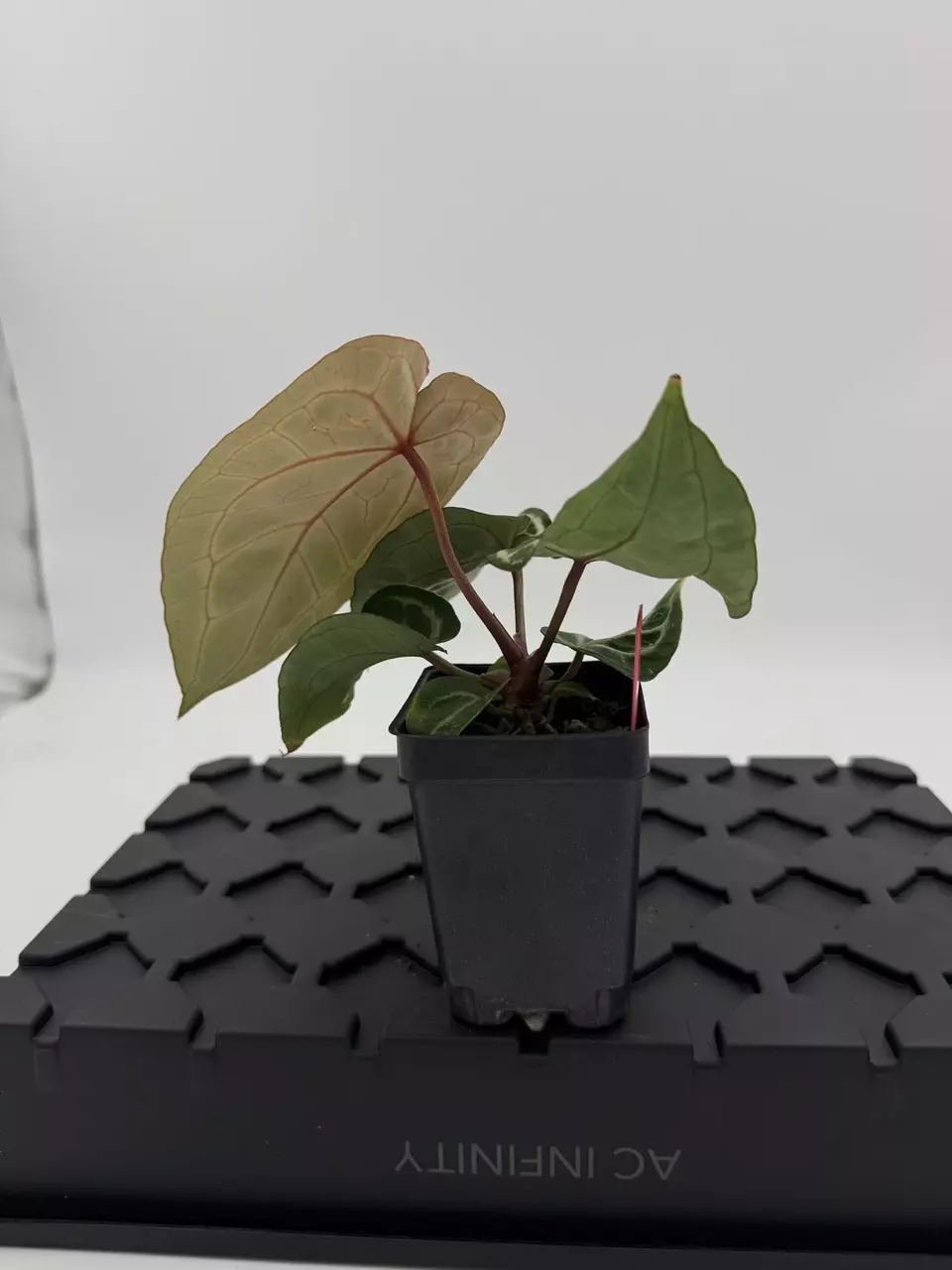 plant/Dreamweaver x Dorayaki x (Zara x Self)-2