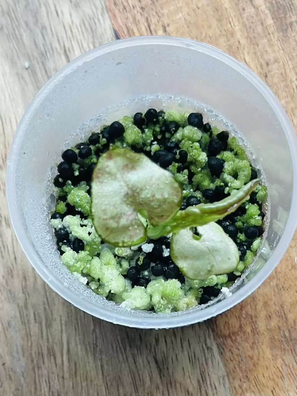 plant/Syngonium Milk Confetti-1