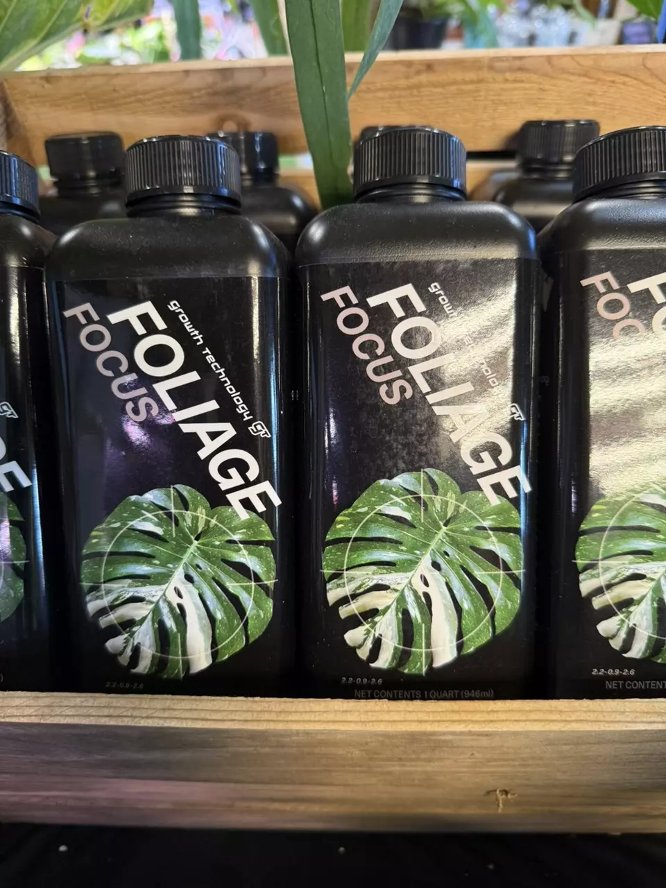 plant/Foliage Focus-1