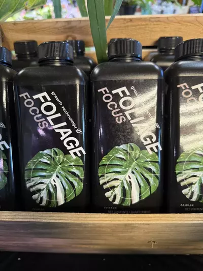 plant/Foliage Focus-1-thumbnail