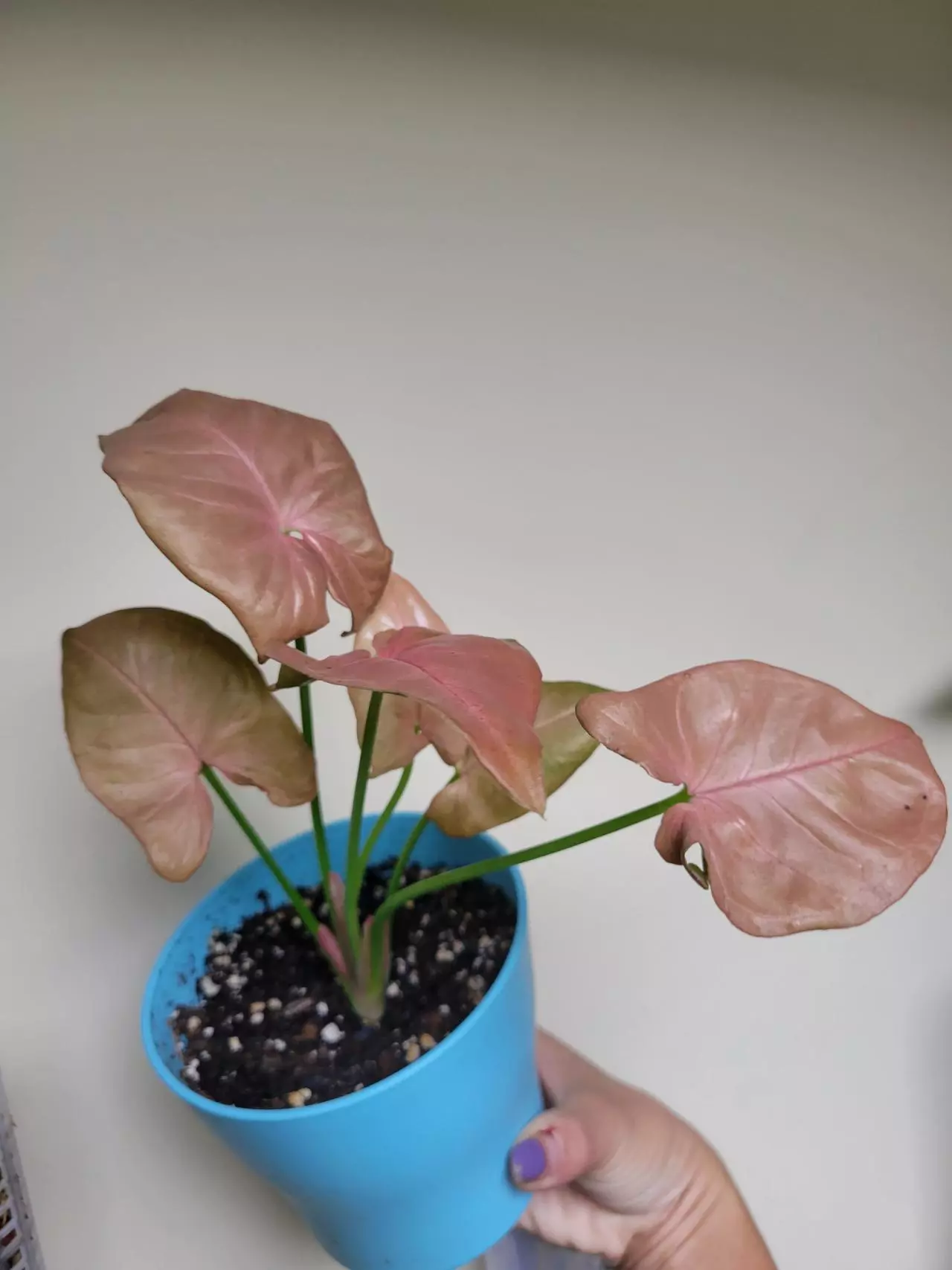 plant/Pink Syngonium-0