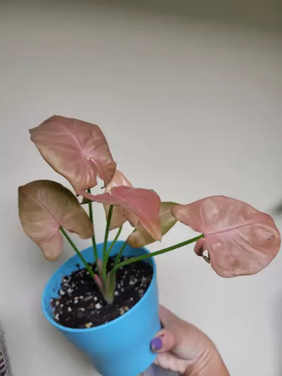 plant/Pink Syngonium-0-thumbnail