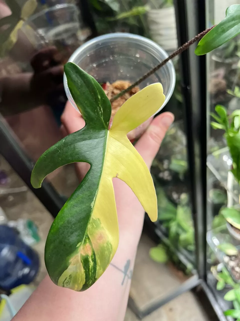 plant/Philodendron Florida Beauty-0