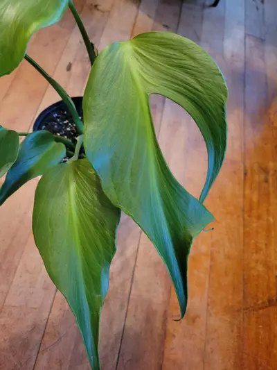 plant/Burle Marx Flame-2-thumbnail