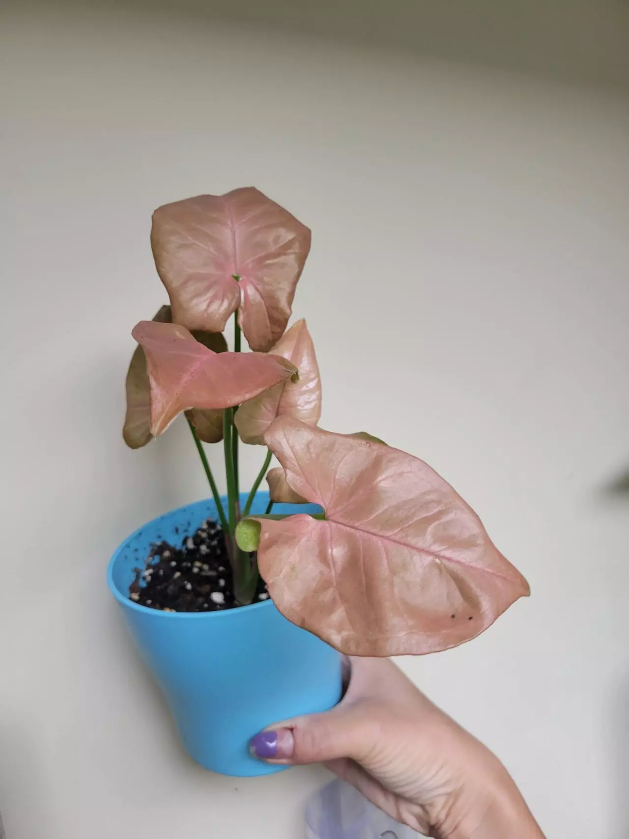 plant/Pink Syngonium-1