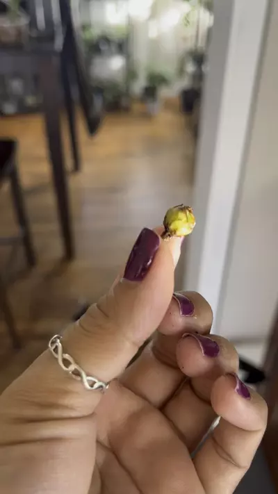 plant/Variegated Frydek CORM (C)-0-thumbnail