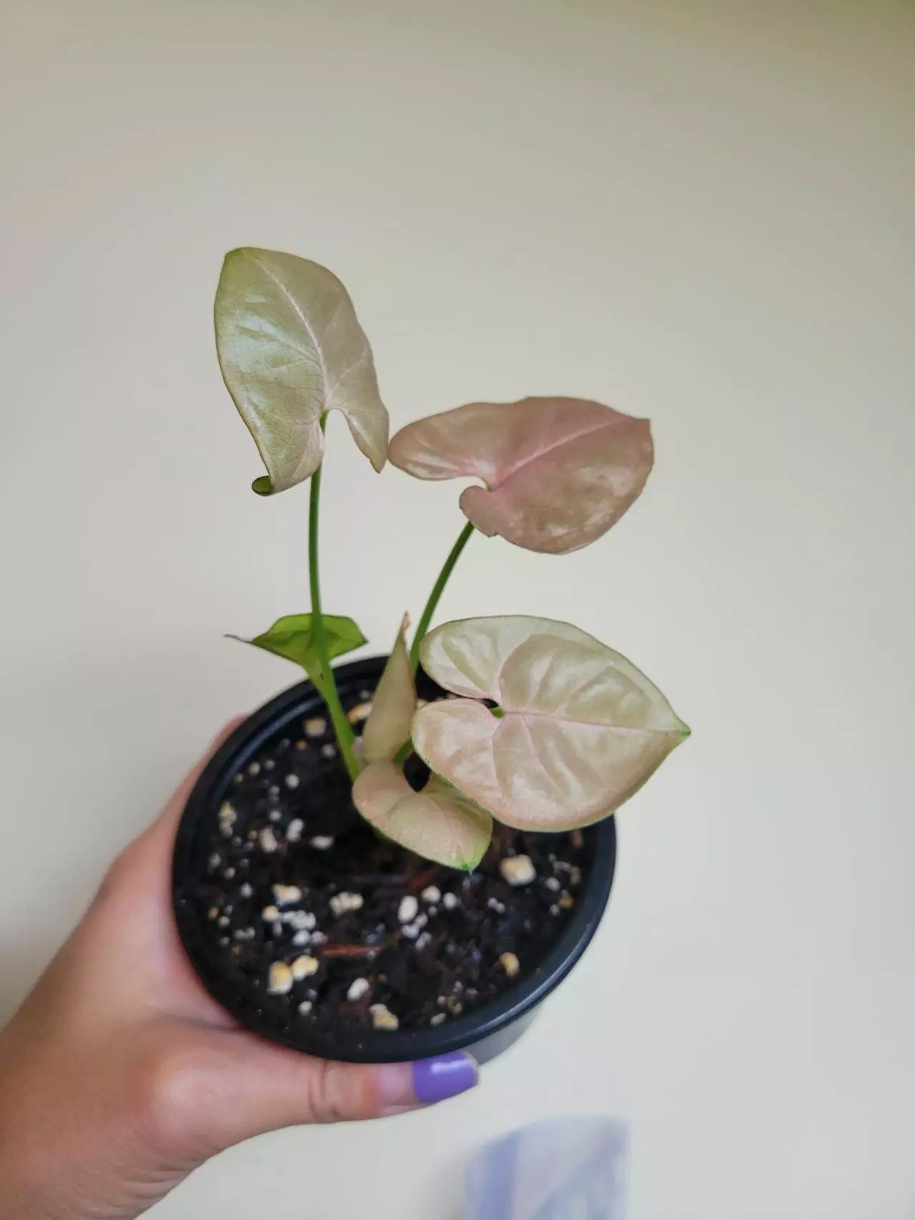 plant/Pink Syngonium-0