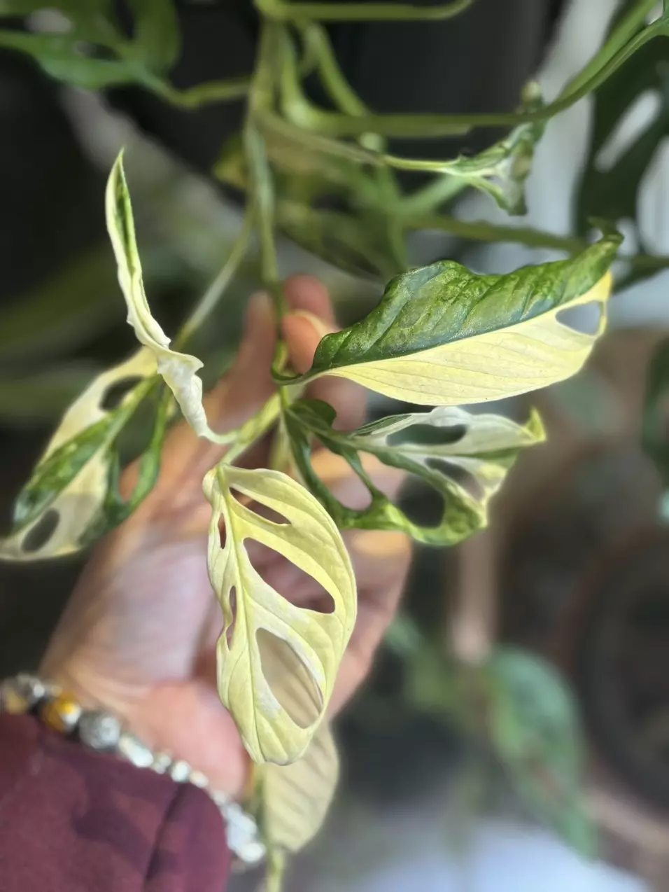 plant/Mature Monstera Adansonii Variegated-0