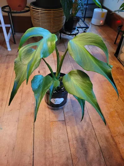 plant/Burle Marx Flame-0-thumbnail