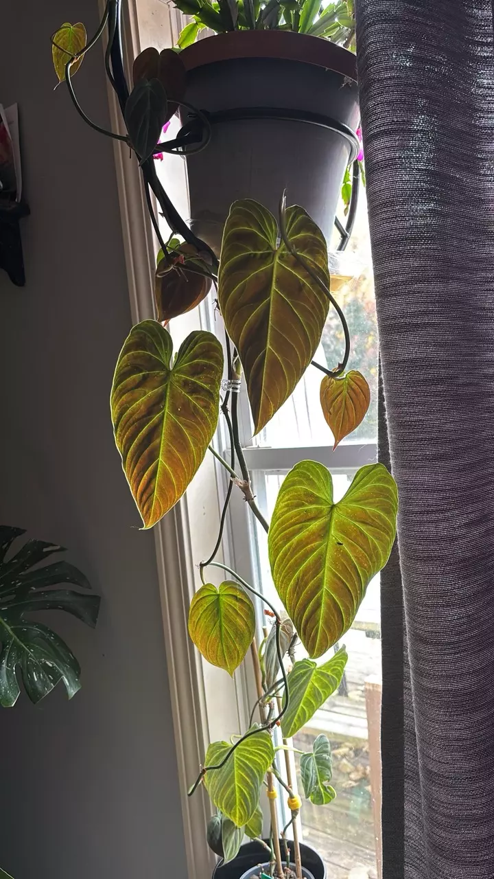 plant/Mature Var. Melano vine *reverted-0