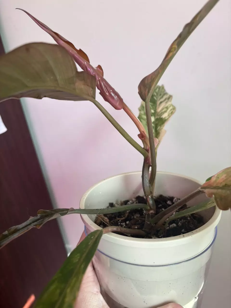 plant/Carmel Marble  x Florida Beauty Philodendron-3