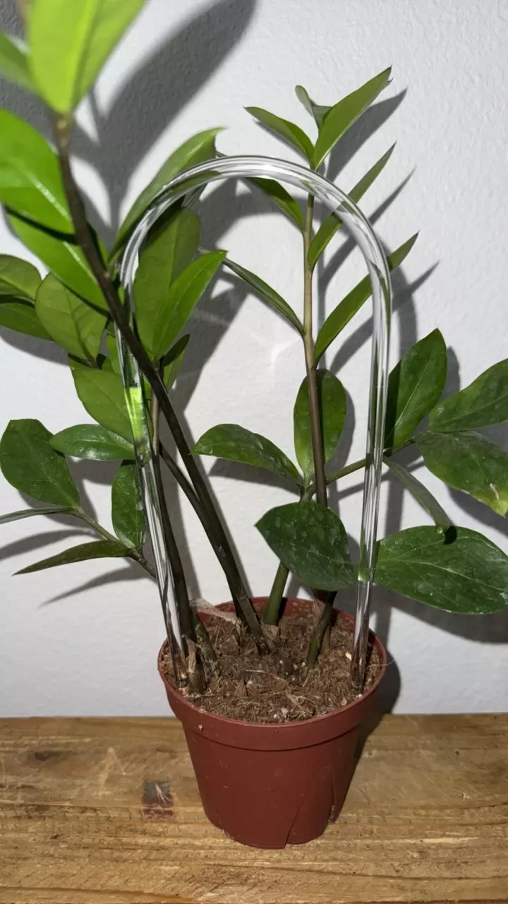 plant/Clear Trellis 8”-1