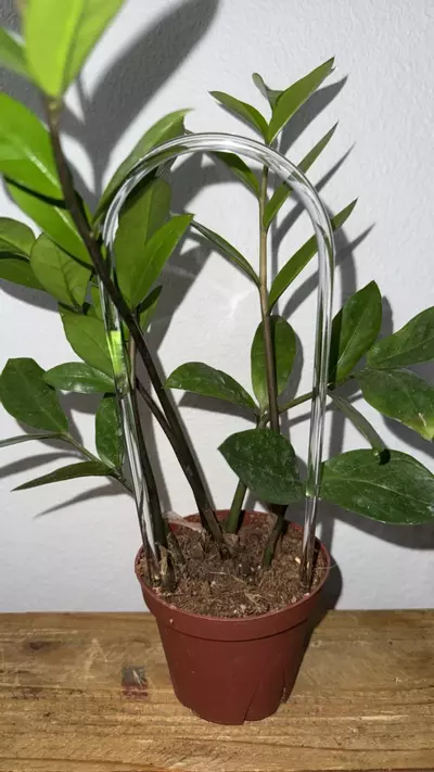 plant/Clear Trellis 8”-1-thumbnail