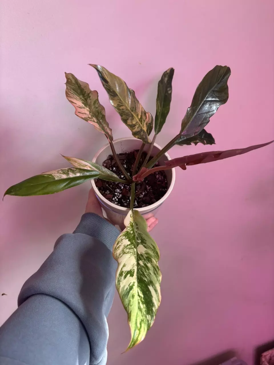 plant/Carmel Marble  x Florida Beauty Philodendron-1