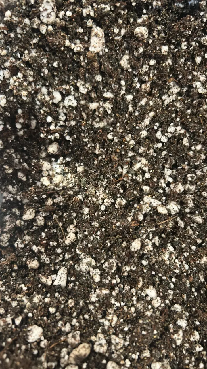 plant/Pinguicula soil - Quart-0