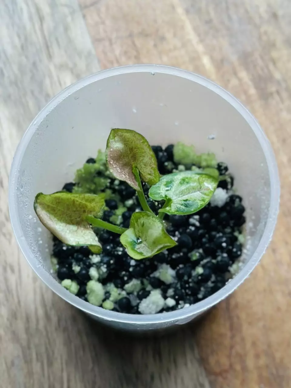 plant/Syngonium Milk Confetti-0