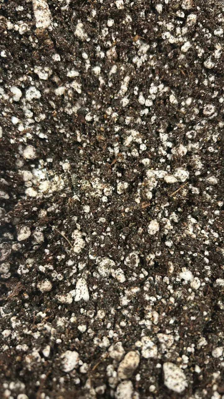 plant/Pygmy sundew soil - Quart-0