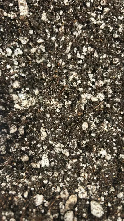 plant/Pygmy sundew soil - Quart-0-thumbnail