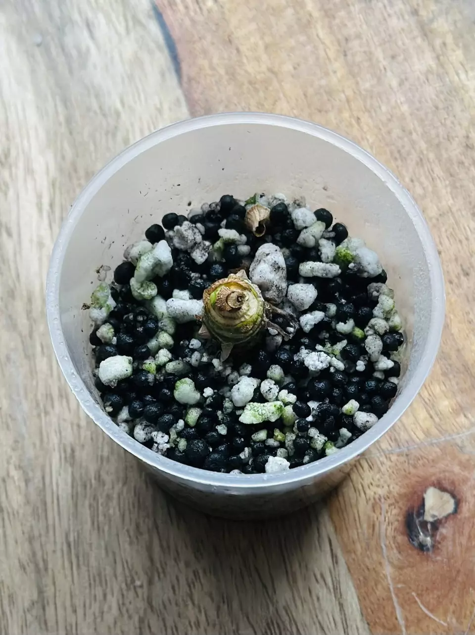 plant/Alocasia Frydek Albo Chonk-2