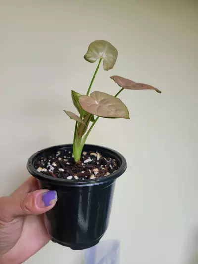 plant/Pink Syngonium-1-thumbnail