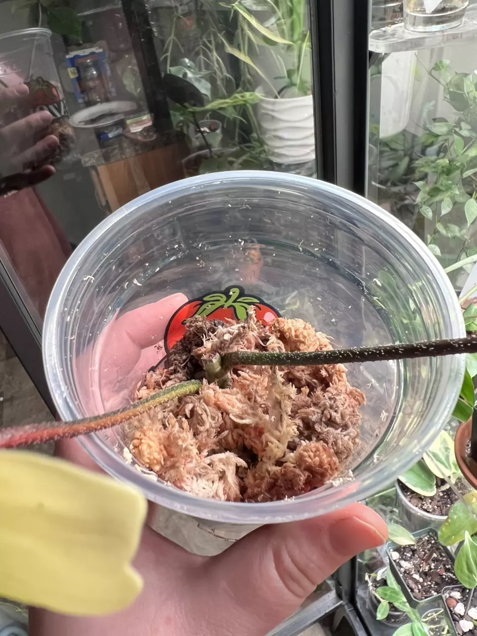 plant/Philodendron Florida Beauty-2