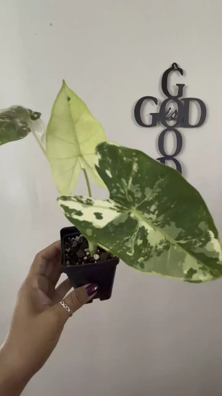 plant/Variegated Frydek-0