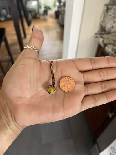 plant/Variegated Frydek CORM (B)-0-thumbnail