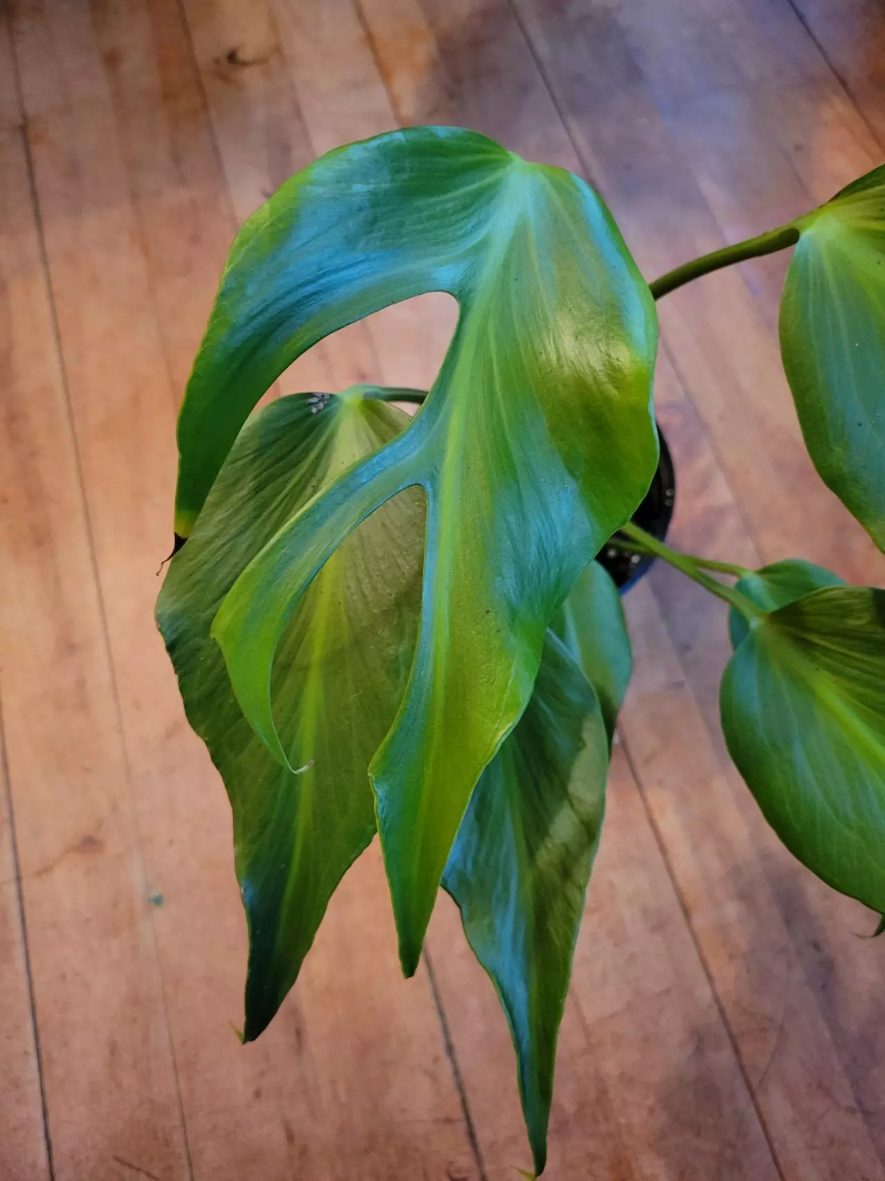 plant/Burle Marx Flame-1