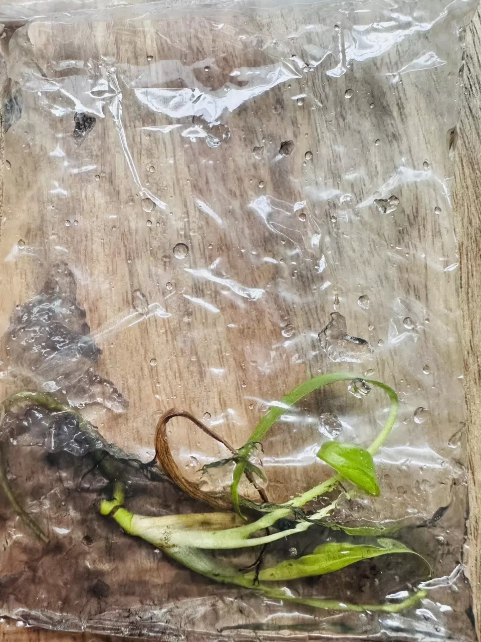 plant/Monstera Burle Marx Flame Gamble TC *IN CHARCOAL AGAR*-1