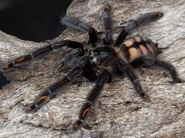 plant/$35 Retail Psalmopoeus irminia (Venezuelan Suntiger Tarantula) 0.5-0.75"-0