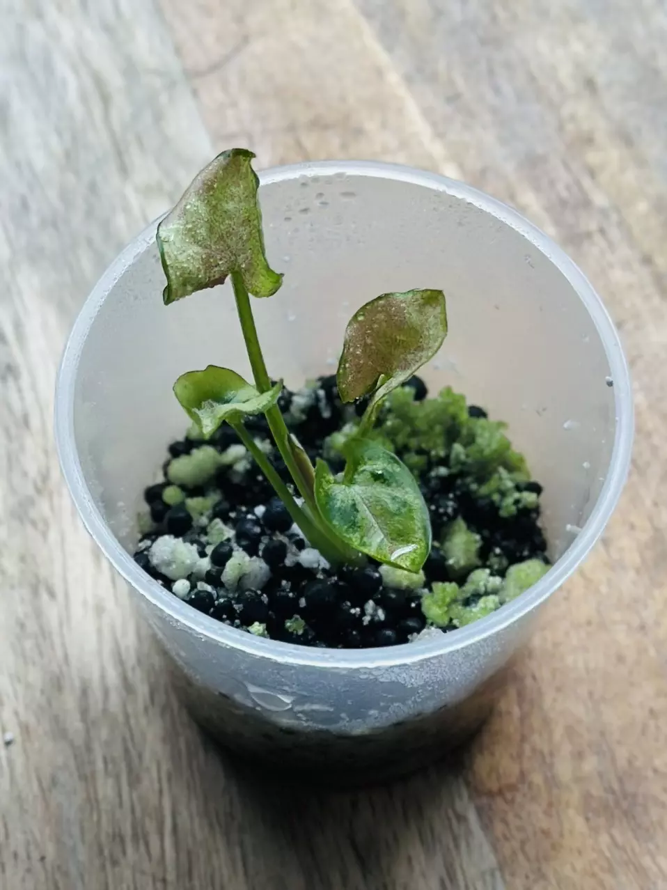 plant/Syngonium Milk Confetti-1