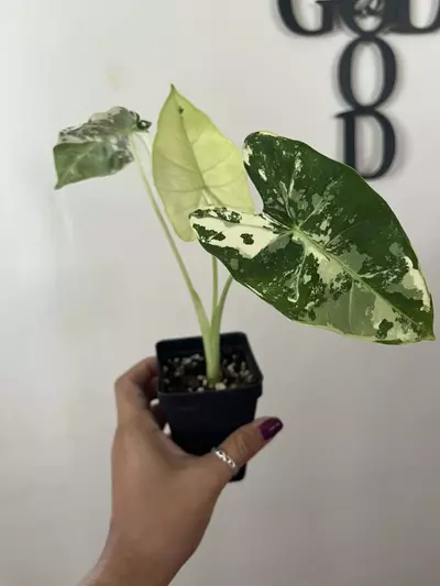 plant/Variegated Frydek-2-thumbnail