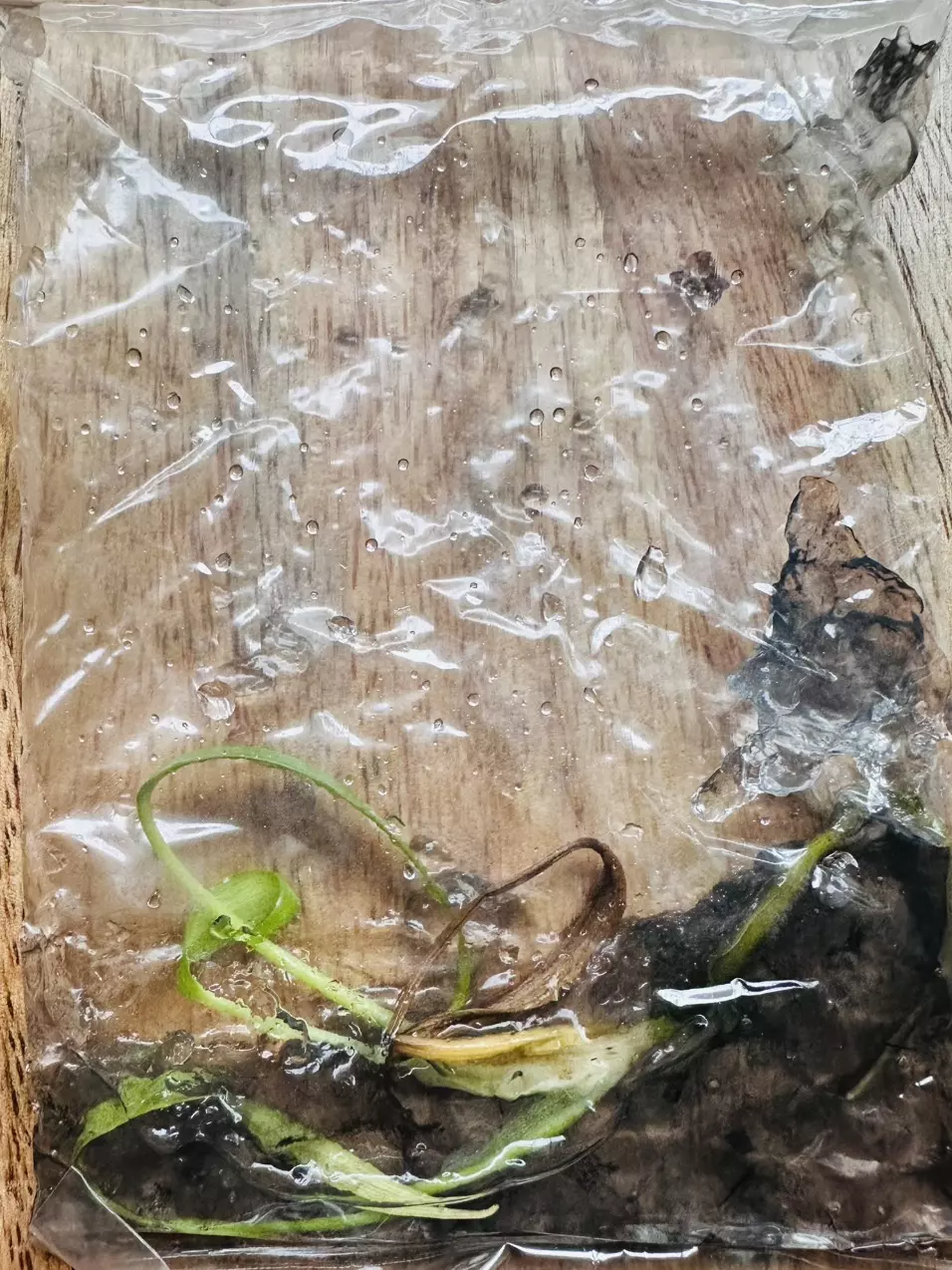 plant/Monstera Burle Marx Flame Gamble TC *IN CHARCOAL AGAR*-0